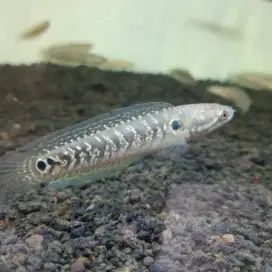 Ikan Baby Asiatica