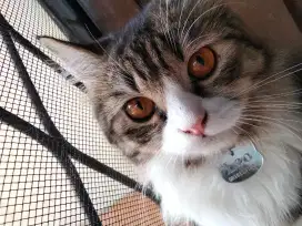 Kucing persia big bone spasang