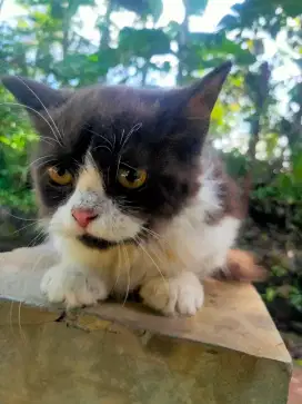ADOPSI KUCING GRATIS