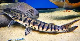 Ikan Tsn Air Tawar