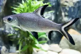 Ikan Hias Balashark