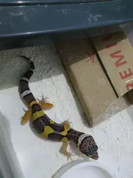 Gecko abu2 keunguan 1blnan jantan jinak manut makan dakoh