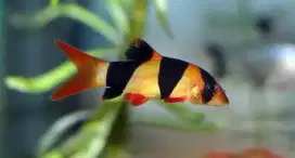 Ikan Botia India