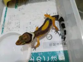 Gecko hitam kecoklatan 3mingguan cepat besar makan dakoh