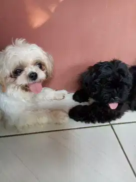 LOKASI BOGOR. Dijual anak anjing Shitzu x Poodle 2Bulan