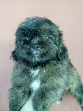 For Sale Anak Anjing *Betina* 2 Bulan. Lokasi BOGOR