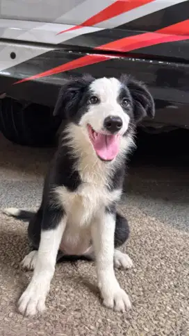 Border Collie 3 bulan stambum