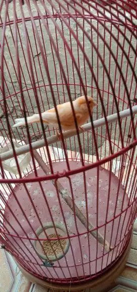 Burung kenari betina barter/tt
