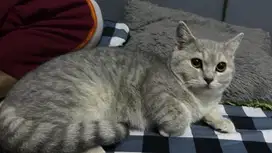 British shorthair