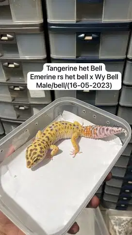 Leopard gecko Tokek pakistan