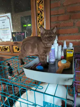 Kucing Scottish Straight Non Ped - Gen Big Bone - Turunan ada gen BSH