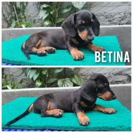 Anakan Teckel / Daschund usia 3,5 bulan
