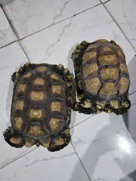 Kura kura darat Sulcata 41cm
