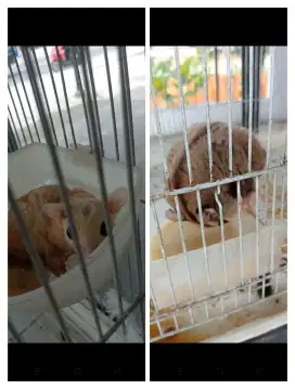 Sugar gliders 3 pasang