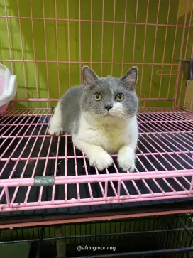 British Short Hair Kitten