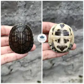Kura kura ambon batok 6-8cm