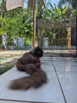 Persia medium X himalaya
