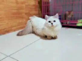 KUCING MUNCHKIN JANTAN