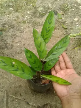Tanaman Calathea Leopard