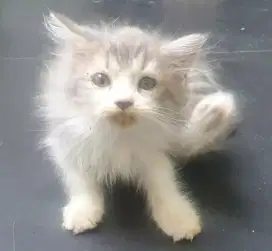Kitten persia usia 3 bln