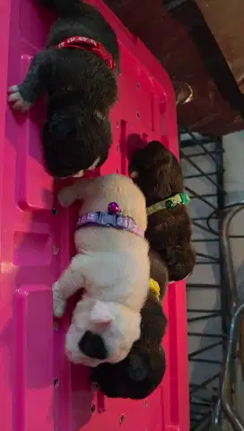 Anjing French Bulldog Frenchie Puppy Stanbum