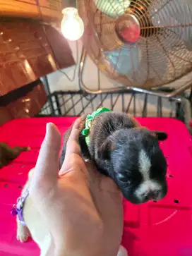 Anjing French Bulldog Frenchie Puppy Stanbum