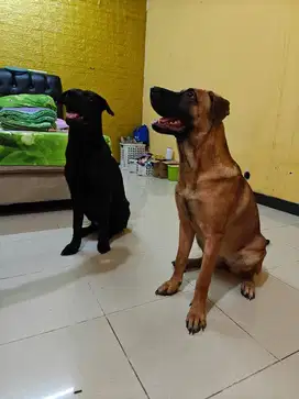 Open adopsi anjing