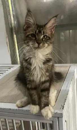 Mainecoon Betina