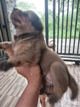 Anak anjing gemuk dan sehat