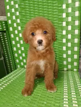 Toy poodle betina