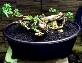 Bonsai santigi karang