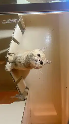 KUCING PESEK CEBOL
