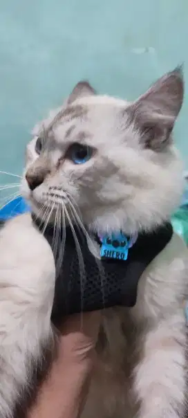 Kucing persia Himalaya Jantan