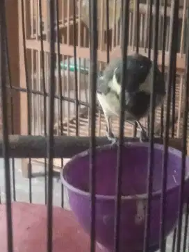 Anakan burung glatik batu hutan belajar bunyi