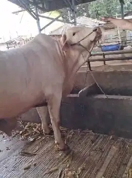 sapi qurban ganteng 950 kiloan albibo bule timbang real kurban 2025