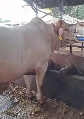 sapi ganteng 950kiloan jawaan PO jumbo timbang real siap qurban 2025