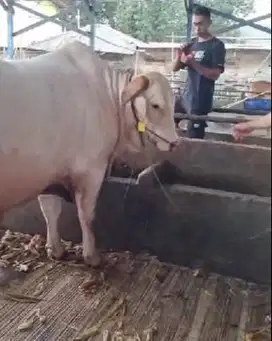sapi jantan ganteng 950kiloan putih bersih tinggi siap kurban 2025 top