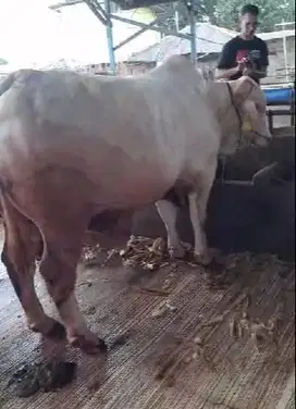 sapi jantan qurban ganteng 950 kiloan siap kurban 2025 timbang real ok