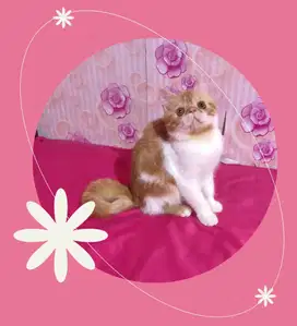 Kucing Peaknose Exotic Short Hair Jantan