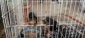 Trotolan murai trah jantan pe20 beti14