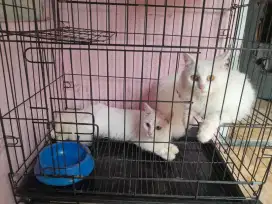 kucing persia jantan betina