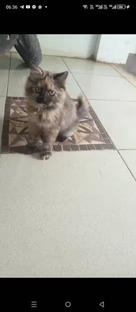 Kucing Persia medium