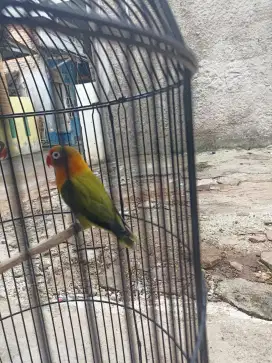 Warna Nilai Sendiri
