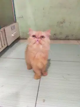 Kucing munckin betina flatnose extremm