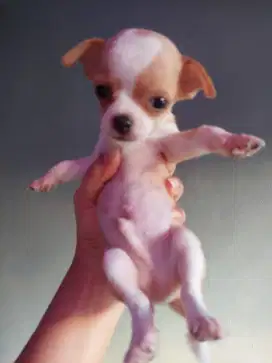 Puppy Chihuahua