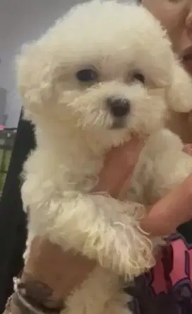 Adopt anak poodle betina