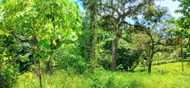 Disewakan tanah 2500 m2 dkt pantai Bonian Selemadeg Tabanan Bali