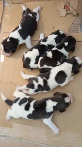 Beagle jantan ada 5 ekor