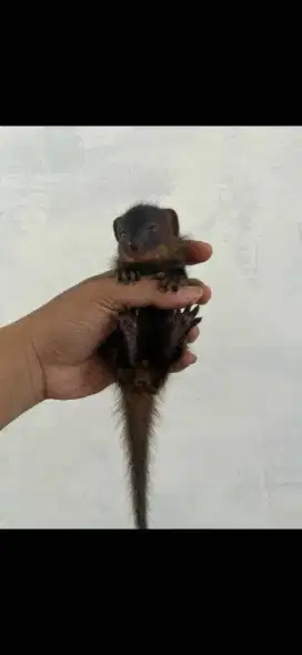 Anak garangan coklat