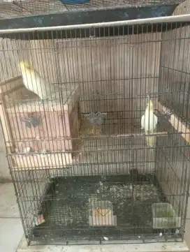 Burung falk lutino mm